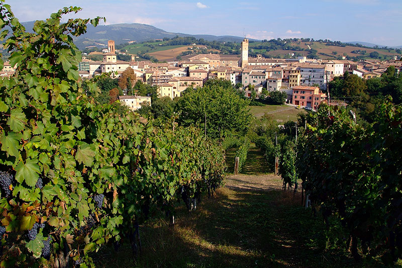 Cantine Belisario Cantine Belisario image