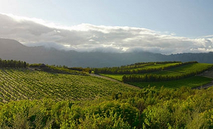 South African Vineyard producing excellent white wines