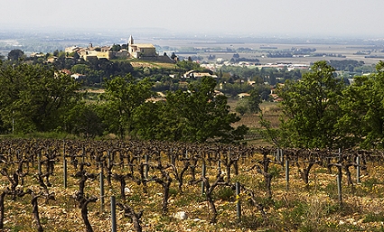 Vineyard in Spain