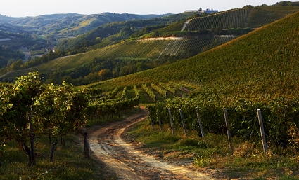 Austrian vineyard