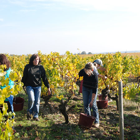 Domaine du Petit Metris Domaine du Petit Metris image