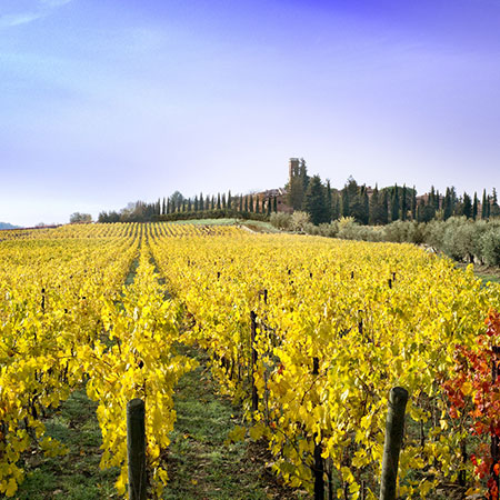 Agricola San Felice Agricola San Felice image
