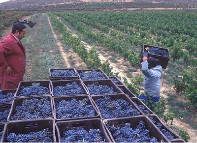 Bodega Roda Bodega Roda image