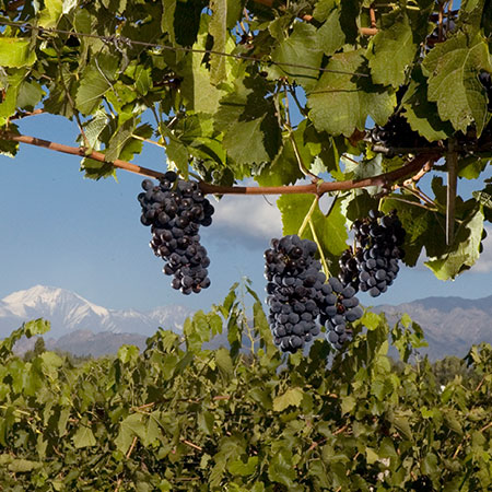 Bodegas Nieto Senetiner Bodegas Nieto Senetiner image