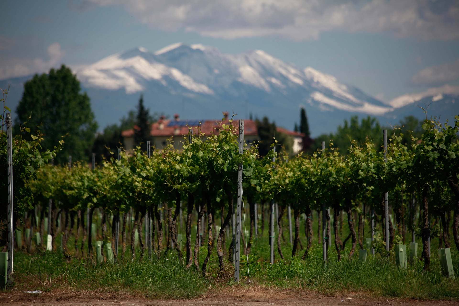 Cantina di Custoza Cantina di Custoza image
