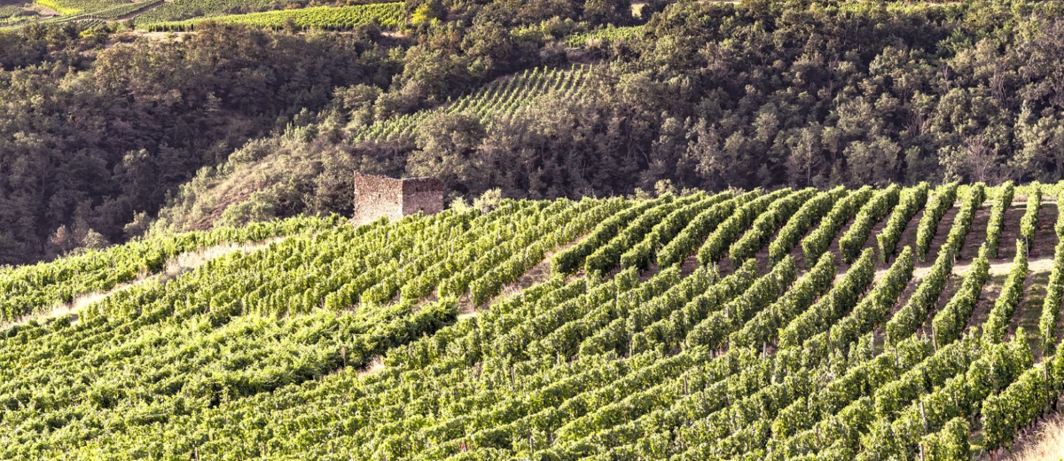 Domaine Faury Domaine Faury image