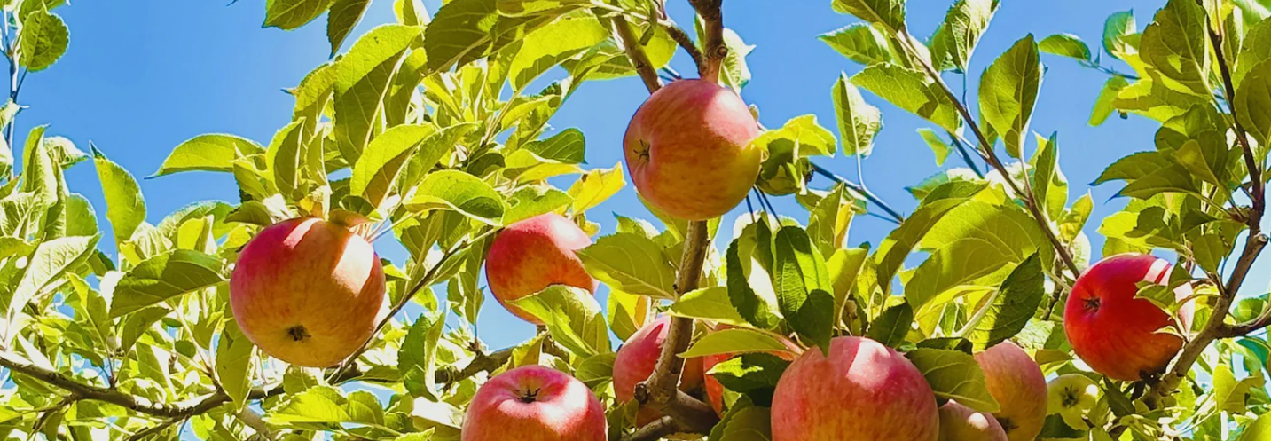 Pomme Blushe Pomme Blushe image
