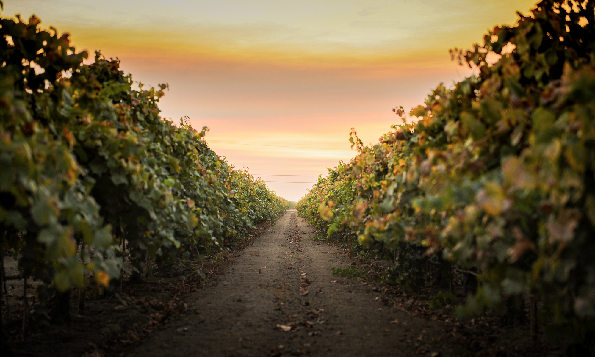 Quady Winery image