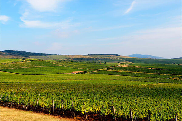 Royal Tokaji image