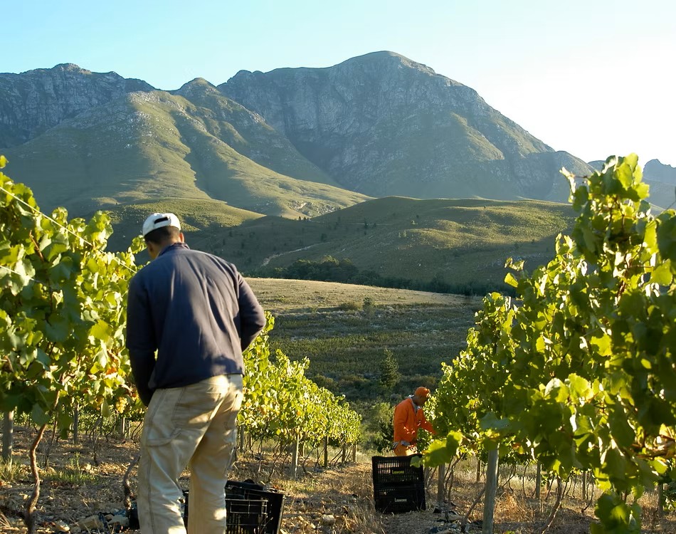Lismore Estate Vineyards image