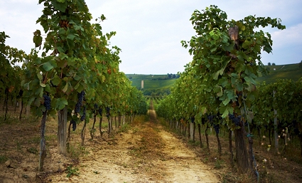 Australian vineyard making fine wines like Grosset Polish Hill Riesling